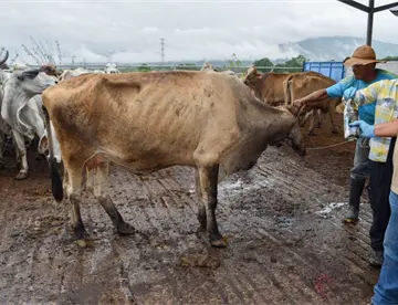 Arranca en Yucatán plan piloto para erradicar gusano barrenador