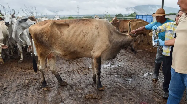 Arranca en Yucat&aacute;n plan piloto para erradicar gusano barrenador