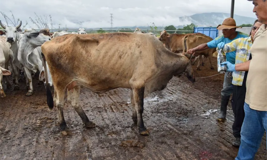 Arranca en Yucatán plan piloto para erradicar gusano barrenador