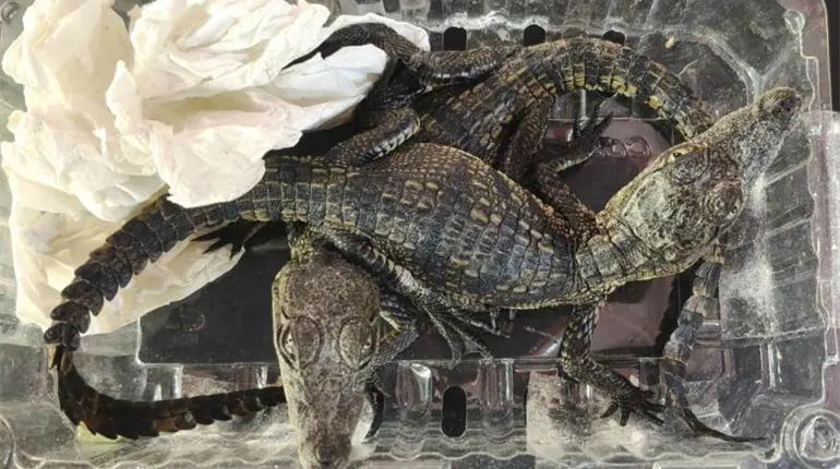 Rescatan 6 ejemplares de caim&aacute;n y dragones azules en Quer&eacute;taro