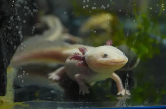 Hallan en Quer&eacute;taro nueva poblaci&oacute;n de ajolotes, especie en peligro de extinci&oacute;n