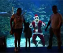 Santa Claus llega hasta las profundidades y sorprende a turistas en el Acuario del Puerto de Veracruz