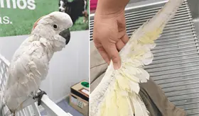 Rescata Profepa cacat&uacute;a protegida en Aeropuerto Internacional de M&eacute;rida