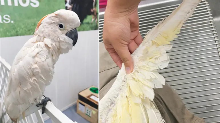 Aseguran cacat&uacute;a moluque&ntilde;a con alas mutiladas en el Aeropuerto de M&eacute;rida