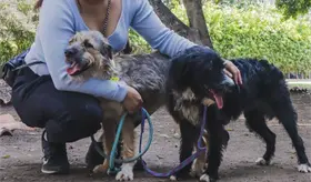 PVEM seguir&aacute; impulsando iniciativas a favor del bienestar animal, aunque digan "que es rid&iacute;culo": Moheno