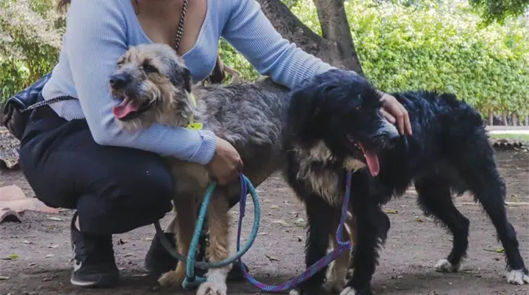 PVEM seguir&aacute; impulsando iniciativas a favor del bienestar animal, aunque digan "que es rid&iacute;culo": Moheno