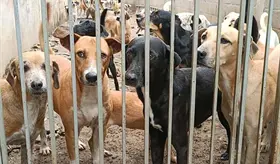 Refugios no solo luchan contra el maltrato animal, tambi&eacute;n contra estafadores: Patrulla Canina