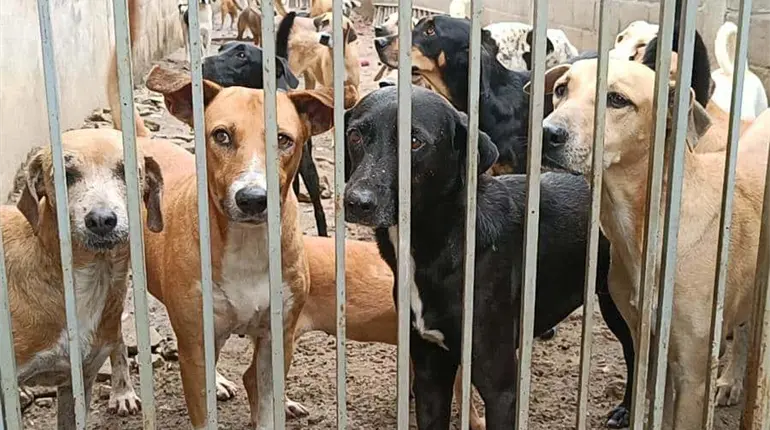 Refugios no solo luchan contra el maltrato animal, tambi&eacute;n contra estafadores: Patrulla Canina