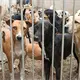 Refugios no solo luchan contra el maltrato animal, tambi&eacute;n contra estafadores: Patrulla Canina