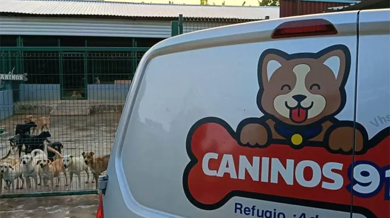 Caninos 911 rescata a perritos violados, mutilados y agredidos hasta con toques el&eacute;ctricos