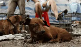 Maltratadores de animales son futuros asesinos y secuestradores, advierte PVEM