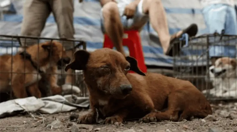 Maltratadores de animales son futuros asesinos y secuestradores, advierte PVEM