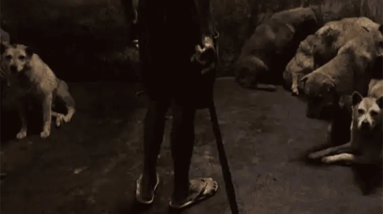 Mueren en M&eacute;xico cerca de 60 mil animales al a&ntilde;o por maltrato: Inegi