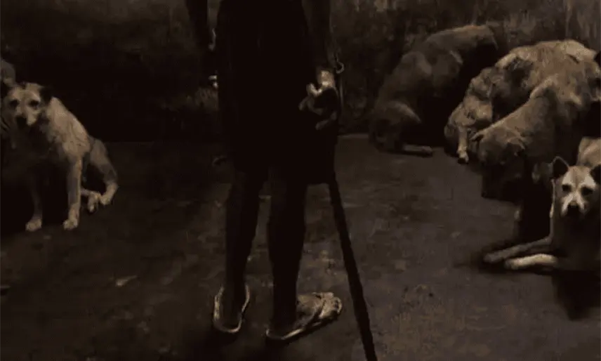 Mueren en México cerca de 60 mil animales al año por maltrato: Inegi