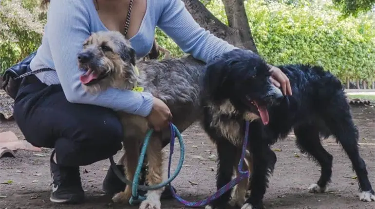Proyecta PVEM protocolo de atenci&oacute;n de maltrato animal con autoridades y ayuntamientos