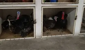 Pese a fiestas decembrinas es casi nula la venta de pavos vivos en el Pino Su&aacute;rez