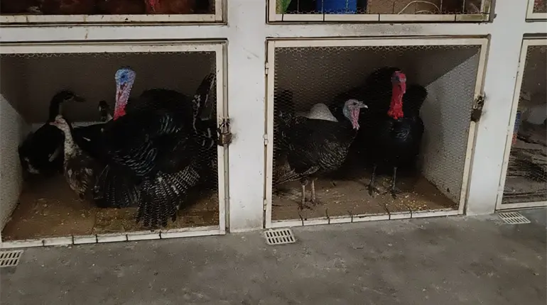 Cae la venta de pavos vivos en el mercado Pino Su&aacute;rez; pescados y mariscos lideran la demanda