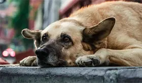 Aumenta 67% investigaciones contra maltrato animal en 2025 en Tabasco: FGE