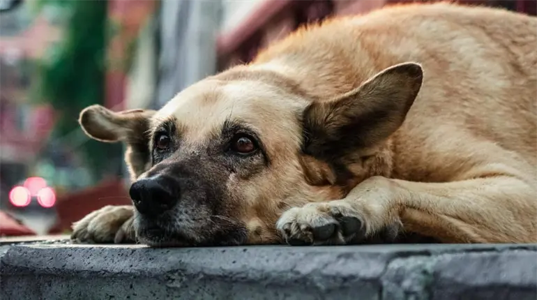 Aumenta 67% investigaciones contra maltrato animal en 2025 en Tabasco: FGE