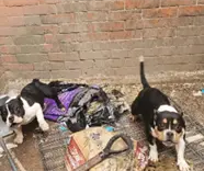 Rescatan en Edomex 11 perros en condiciones de hacinamiento durante un cateo