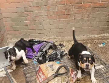 Rescatan en Edomex 11 perros en condiciones de hacinamiento durante un cateo