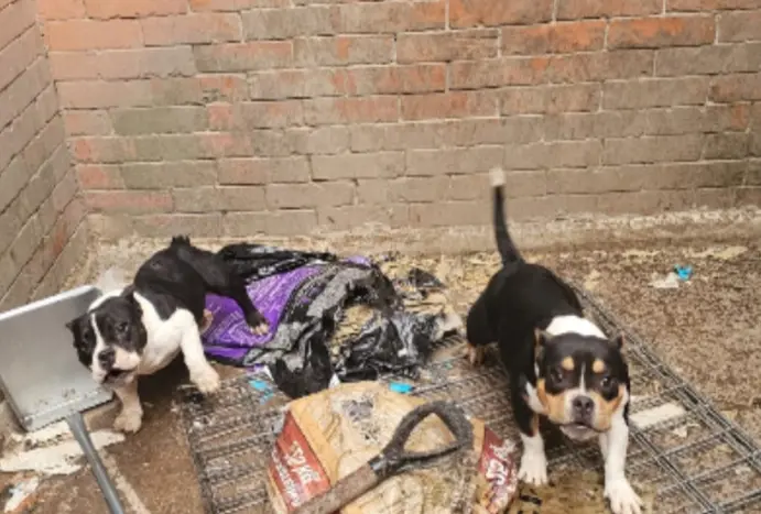 Rescatan en Edomex 11 perros en condiciones de hacinamiento durante un cateo