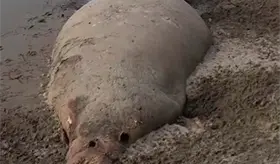 Hallan manat&iacute; muerto en la playa El Bosque de Centla, Tabasco