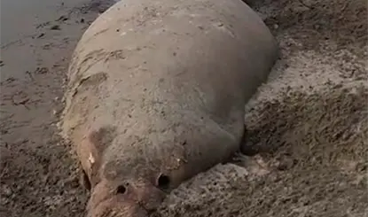 Hallan ejemplar de manat&iacute; sin vida en playa El Bosque de Centla, Tabasco