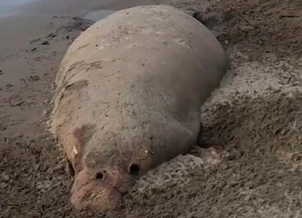Hallan manat&iacute; muerto en la playa El Bosque de Centla, Tabasco