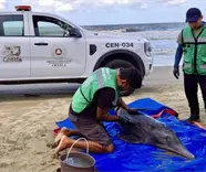 Rescatan delf&iacute;n varado en Playa Azul de Centla