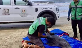 Rescatan delf&iacute;n varado en Playa Azul de Centla