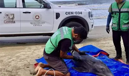 Rescatan delf&iacute;n varado en Playa Azul de Centla