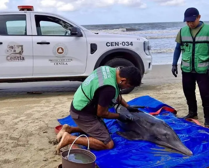 Rescatan delf&iacute;n varado en Playa Azul