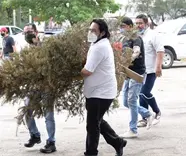 Reciclat&oacute;n de Pinos Naturales iniciar&aacute; en enero