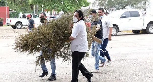 Anuncia gobierno Reciclat&oacute;n de Pinos Naturales; iniciar&aacute; en enero