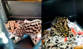 Rescatan ejemplar de tigrillo en domicilio de la CDMX