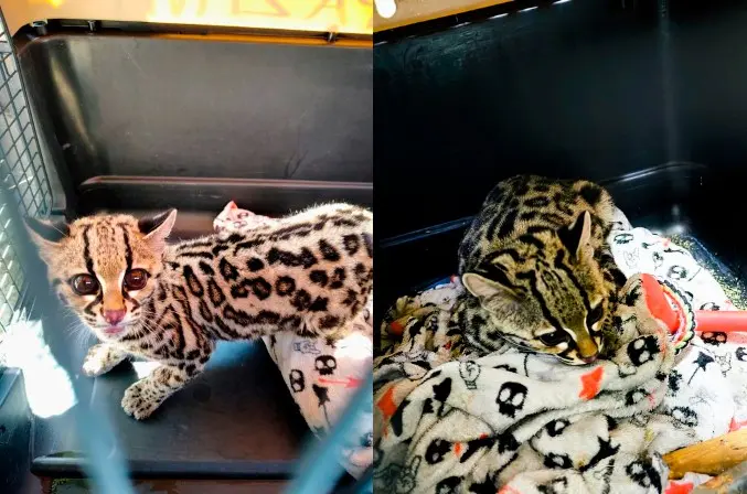 Rescatan ejemplar de tigrillo en domicilio de la Ciudad de M&eacute;xico