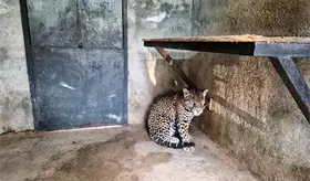 Aseguran a jaguar que ten&iacute;an de "mascota" en Edomex