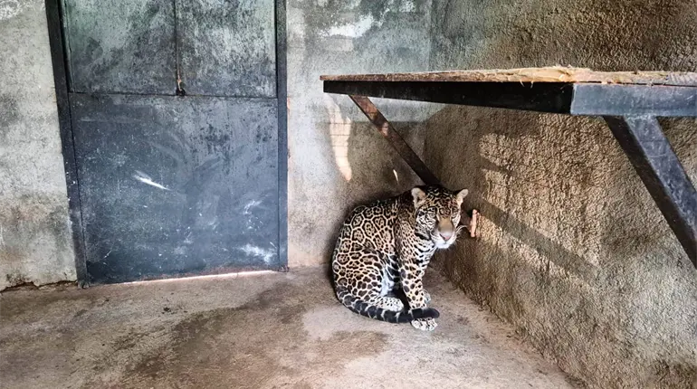 Aseguran un jaguar que ten&iacute;an de "mascota" el Estado de M&eacute;xico