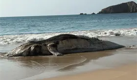 Localizan ballena muerta en costas de Jalisco