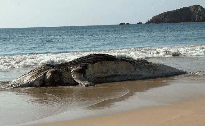Localizan ballena muerta en costas de Jalisco