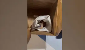 Repartidor detecta que le mandaron a entregar Zarig&uuml;eya en una caja y alerta a autoridades