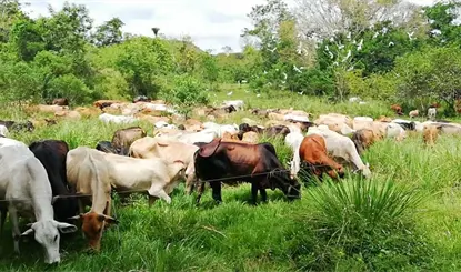 Tabasque&ntilde;o gana 1er. lugar nacional de Innovaci&oacute;n Agroalimentaria en &acute;Ganader&iacute;a Regenerativa&acute;