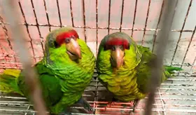 Rescata Profepa monos ara&ntilde;a y aves protegidas en Jalisco