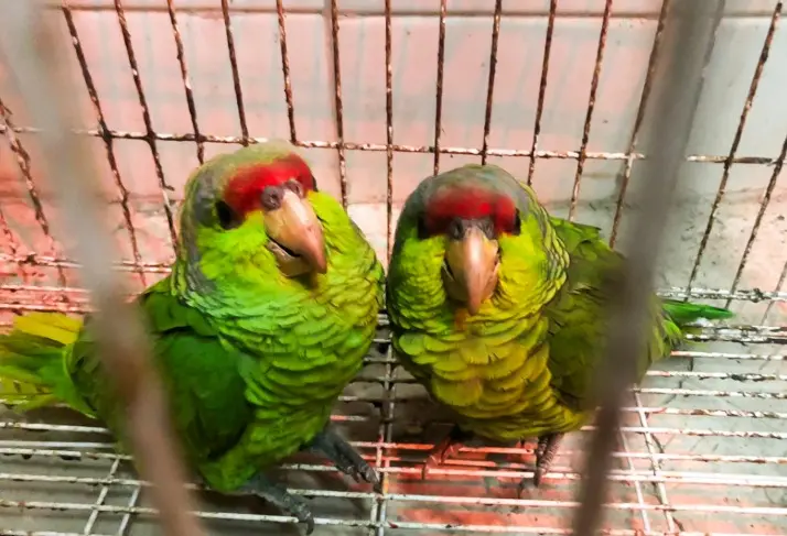 Rescata Profepa 2 monos ara&ntilde;a y 6 aves de especies protegida en Jalisco