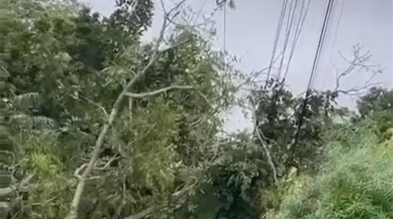 Ca&iacute;da de &aacute;rbol en cables de alta tensi&oacute;n deja sin luz a localidades de Jalpa