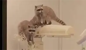 Captan a mapaches dentro de hospital del ISSSTE en Acapulco