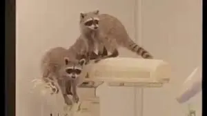 Captan a mapaches dentro de hospital del ISSSTE en Acapulco