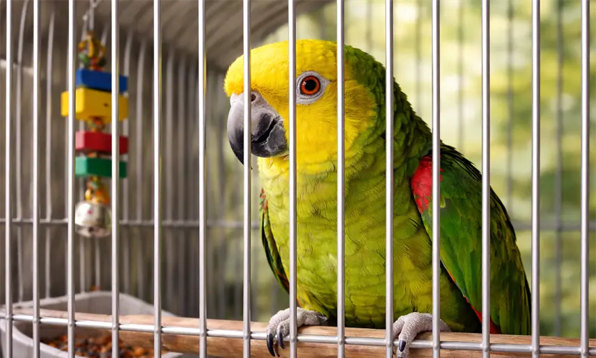 Profepa exhorta a Reyes Magos no regalar animales silvestres