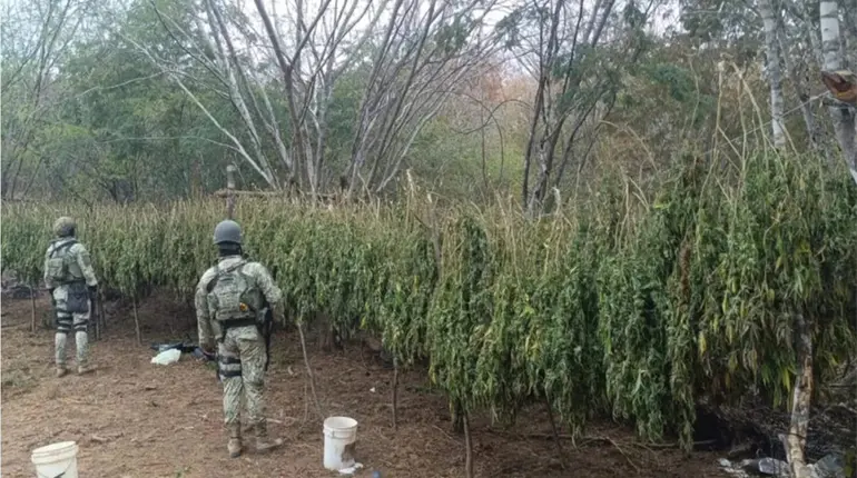 Aseguran 450 kilos de marihuana y m&aacute;s de 136 mil pesos en Culiac&aacute;n, durante Operaci&oacute;n Frontera Norte